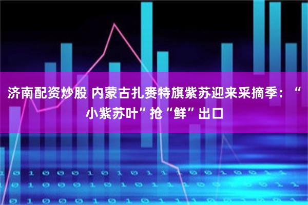 济南配资炒股 内蒙古扎赉特旗紫苏迎来采摘季：“小紫苏叶”抢“鲜”出口