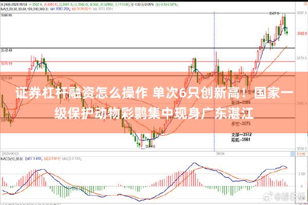 证券杠杆融资怎么操作 单次6只创新高！国家一级保护动物彩鹮集中现身广东湛江